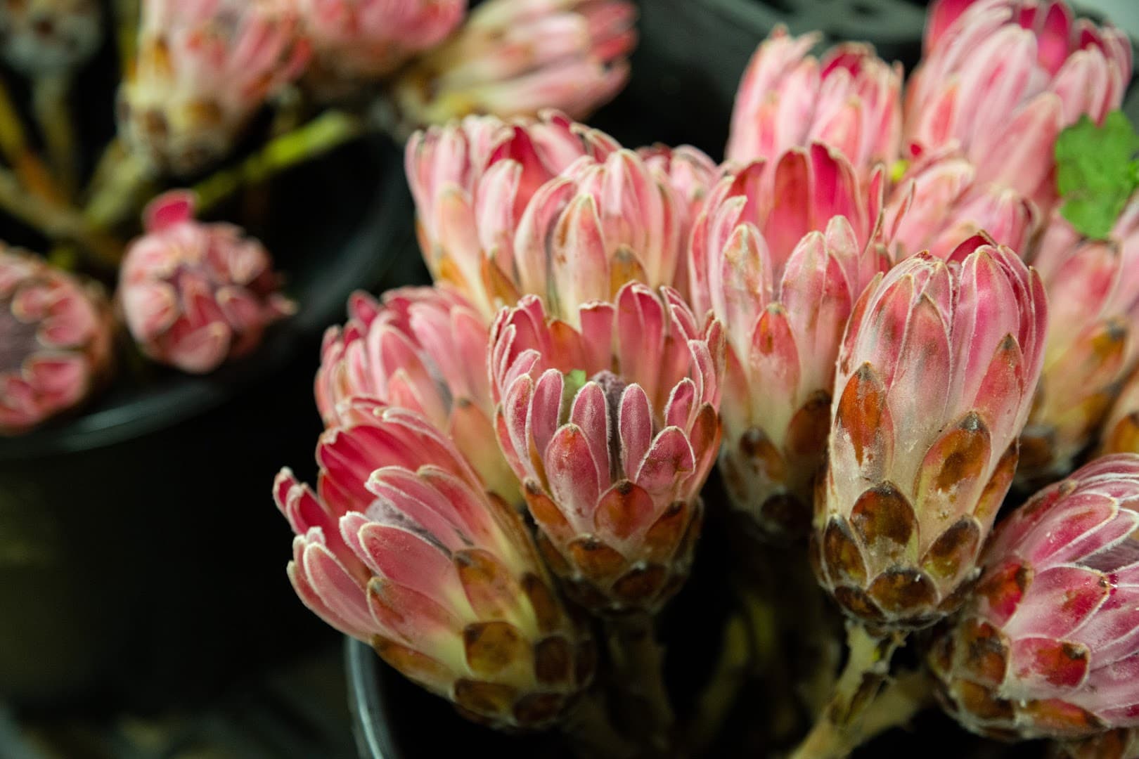 Orlando Wholesale Florist - Image 1