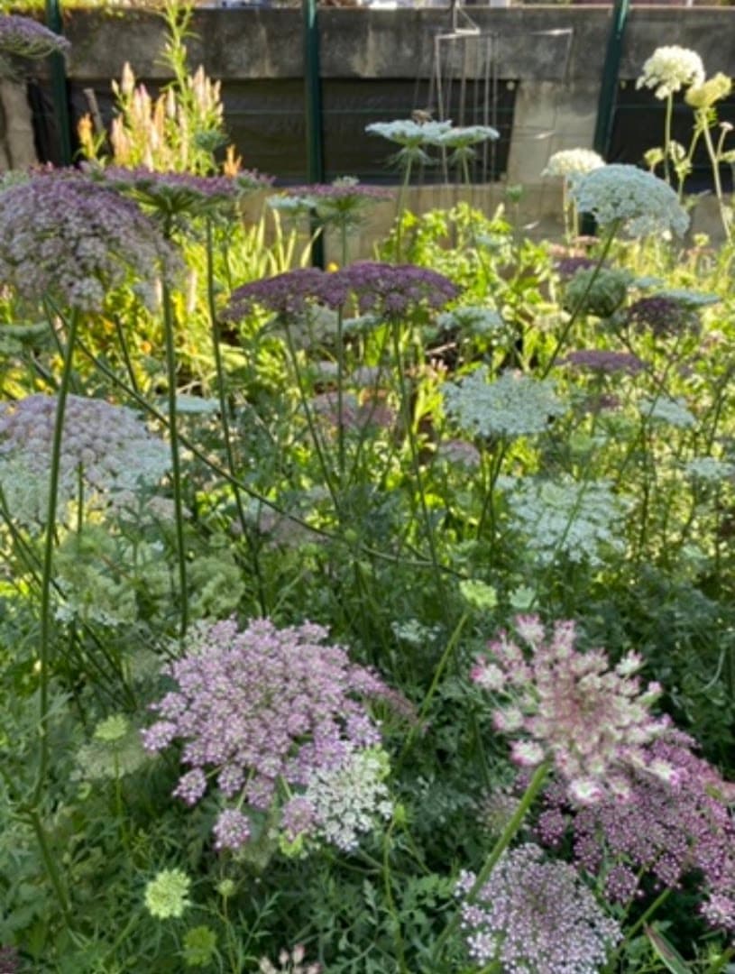 Sunkissed Blooms - Image 1