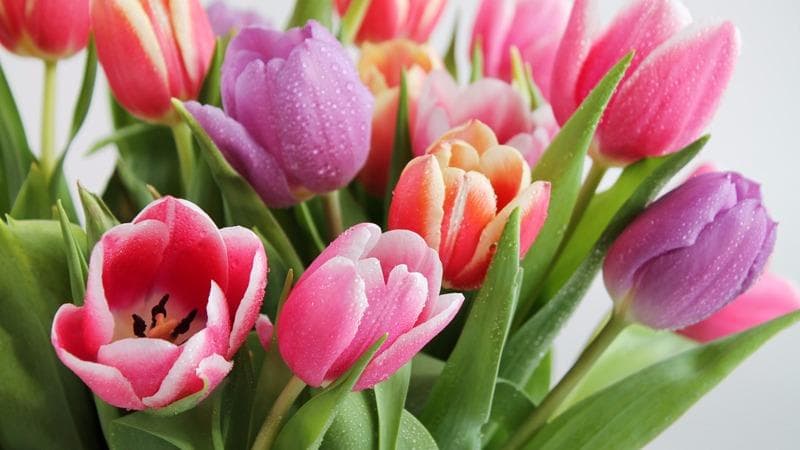 Muffy's Flowers & Gifts - Image 1