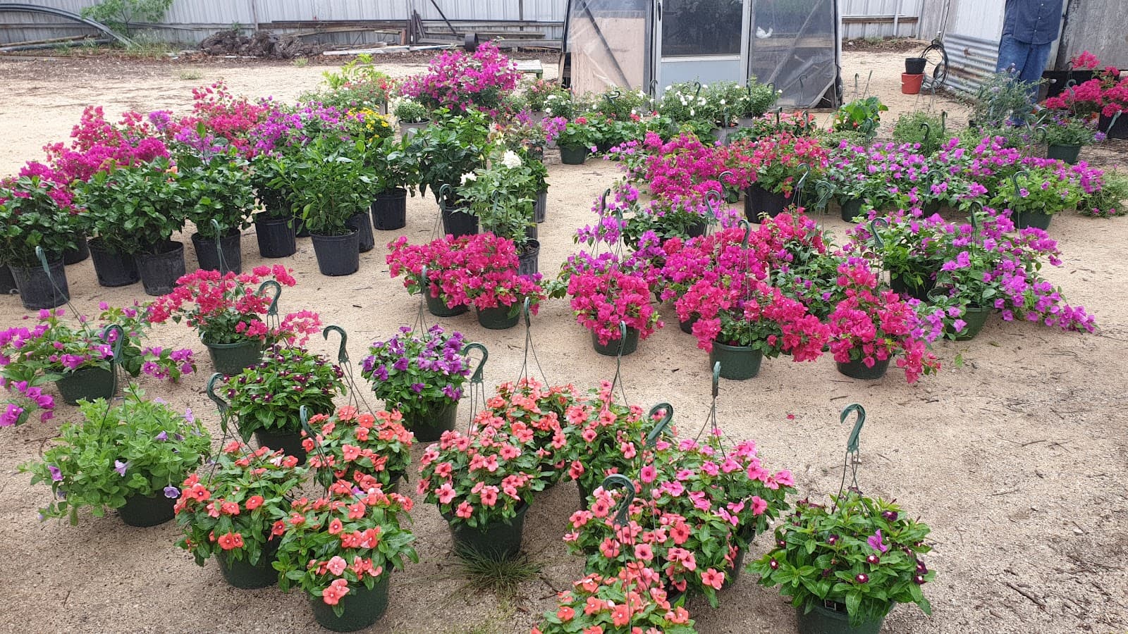 House of Flowers - Image 1