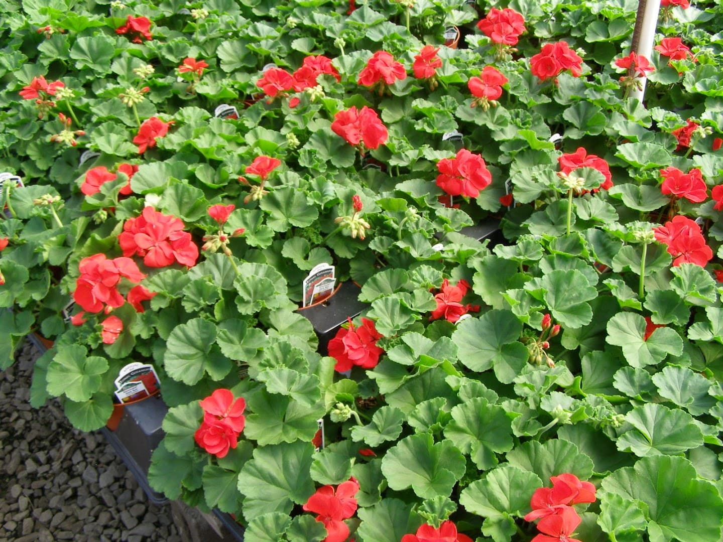 Pomeroy Flower Shop - Image 1