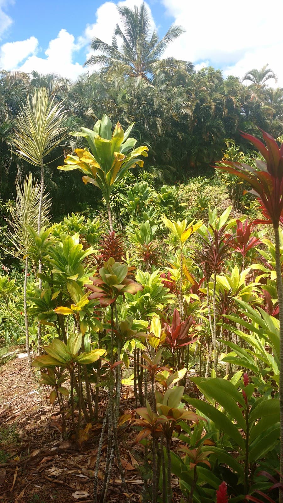 Tropical Flowers Express - Image 1