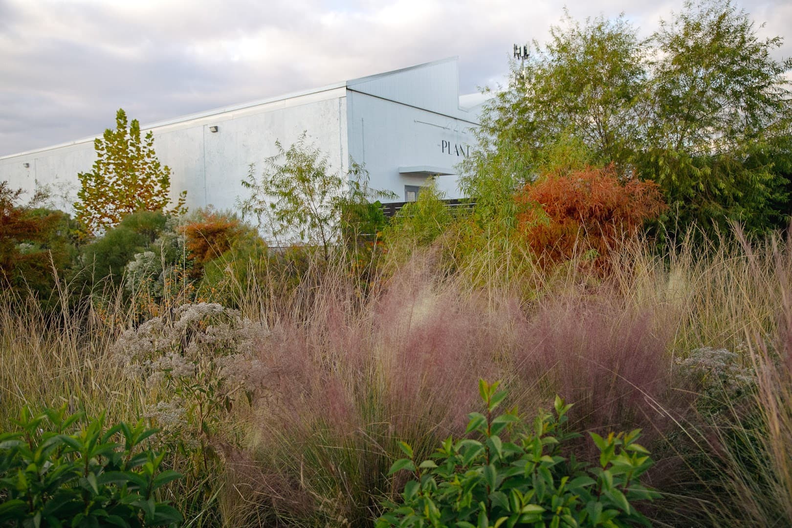 The Plant - Image 1