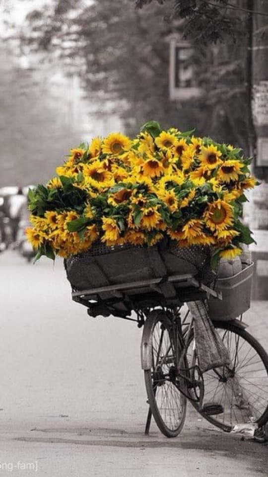 Avelino’s Florist - Image 1