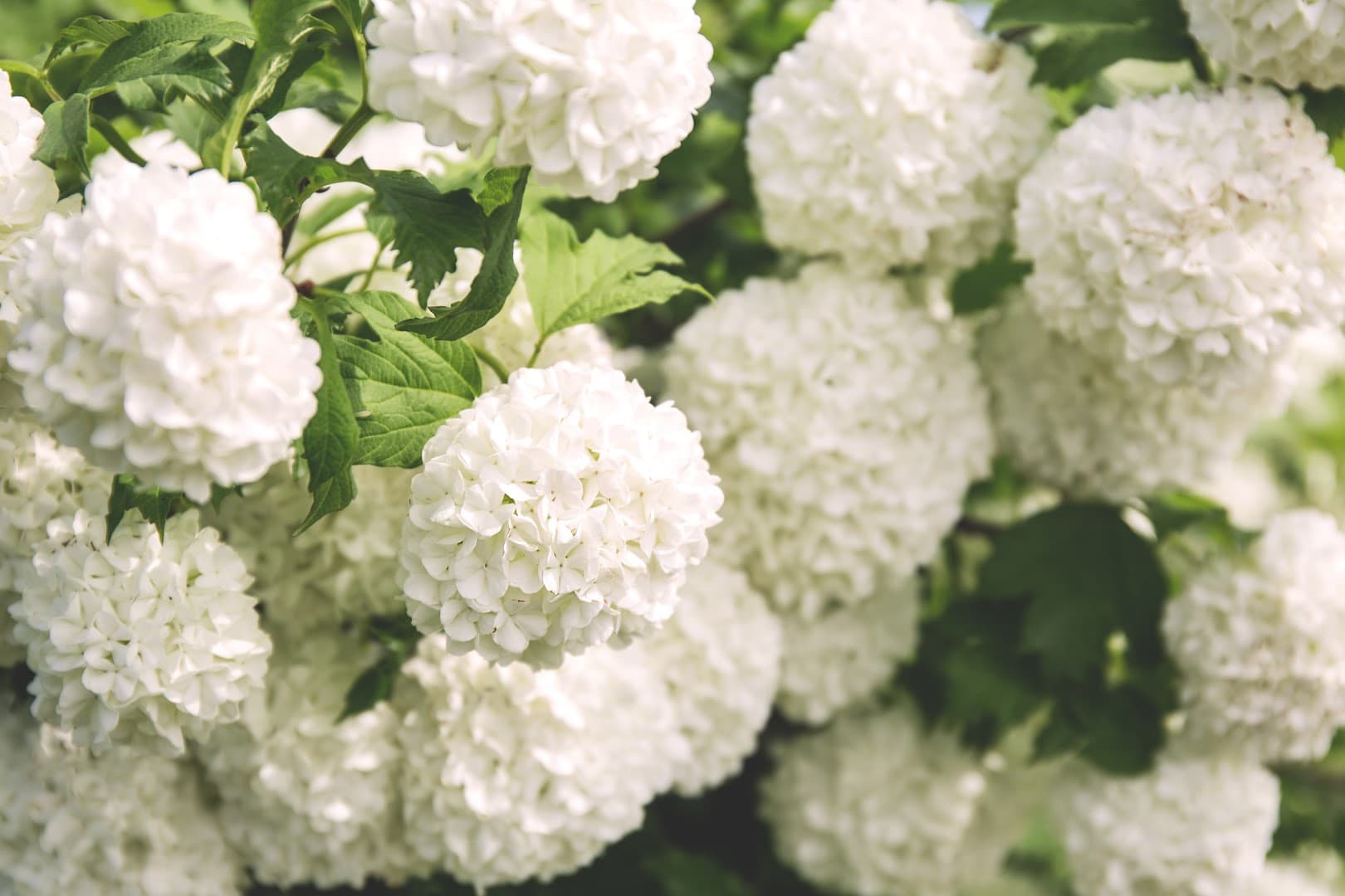 Williams Flower & Gift - Sammamish Florist - Image 1