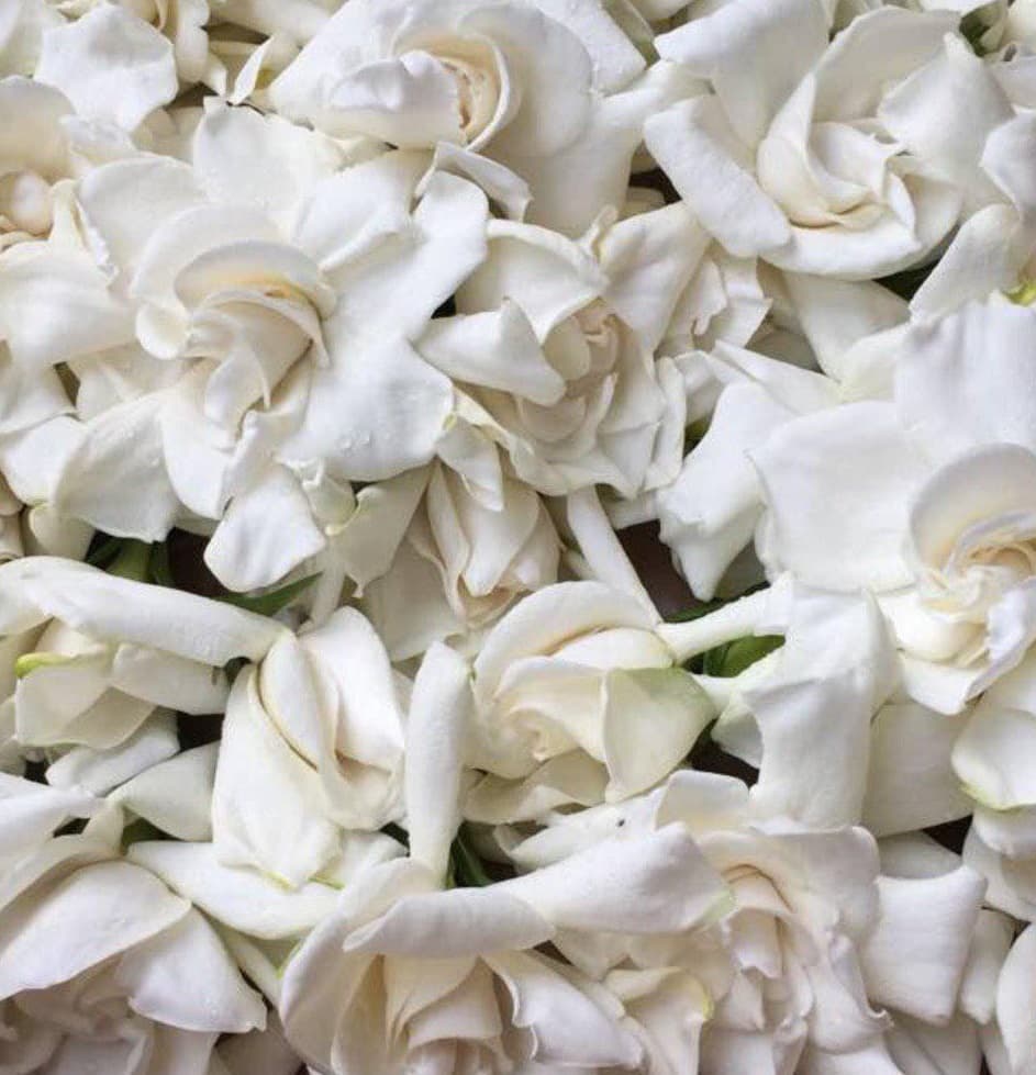 gardenia.DSM - Image 1