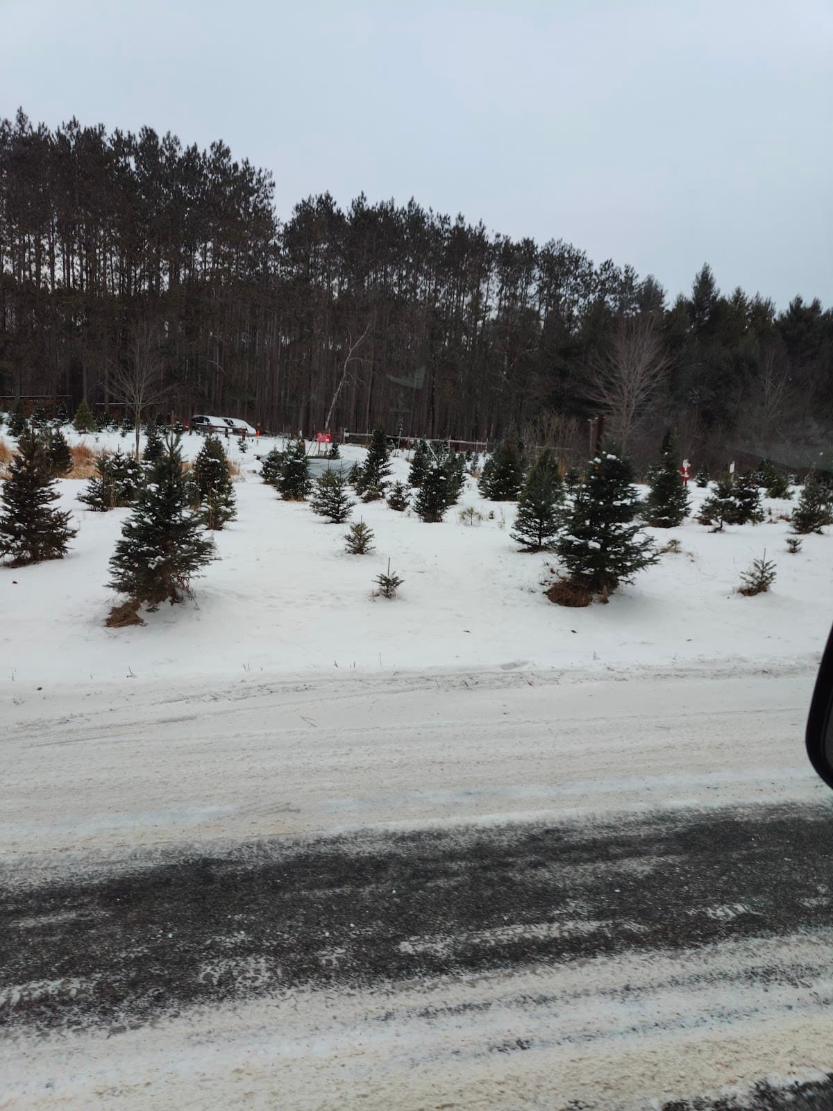 Rogalla tree farm - Image 1