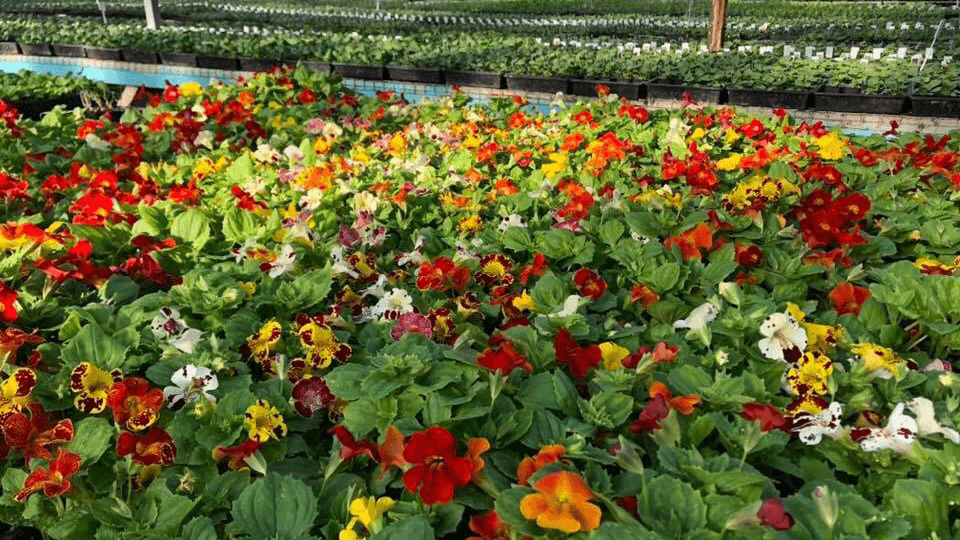 Bell’s Nursery - Image 1