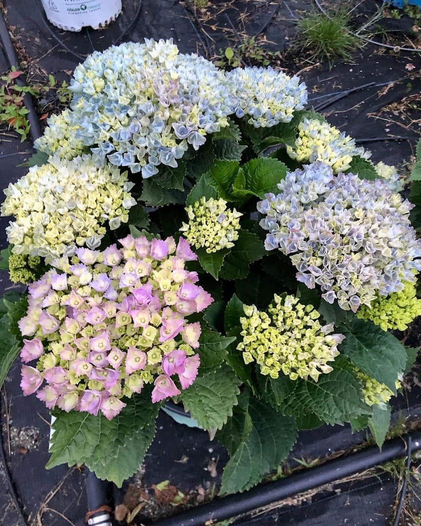 Springlook Farm Garden Center, Nursery, Florist - Image 1