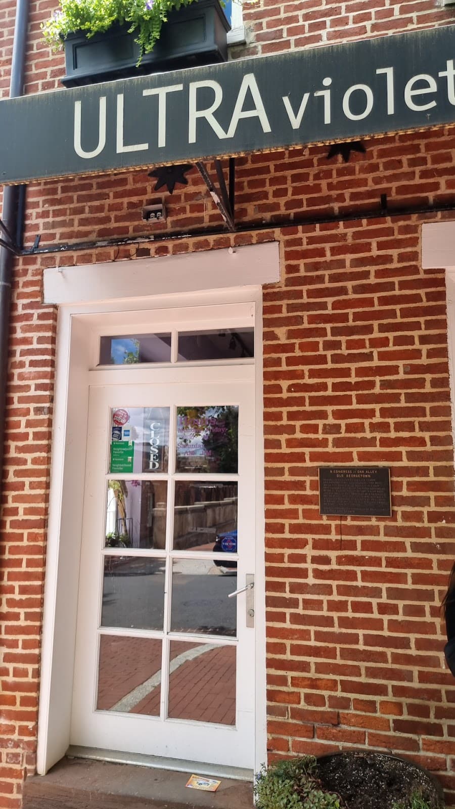 Ultra Violet Flowers💐 - Image 1