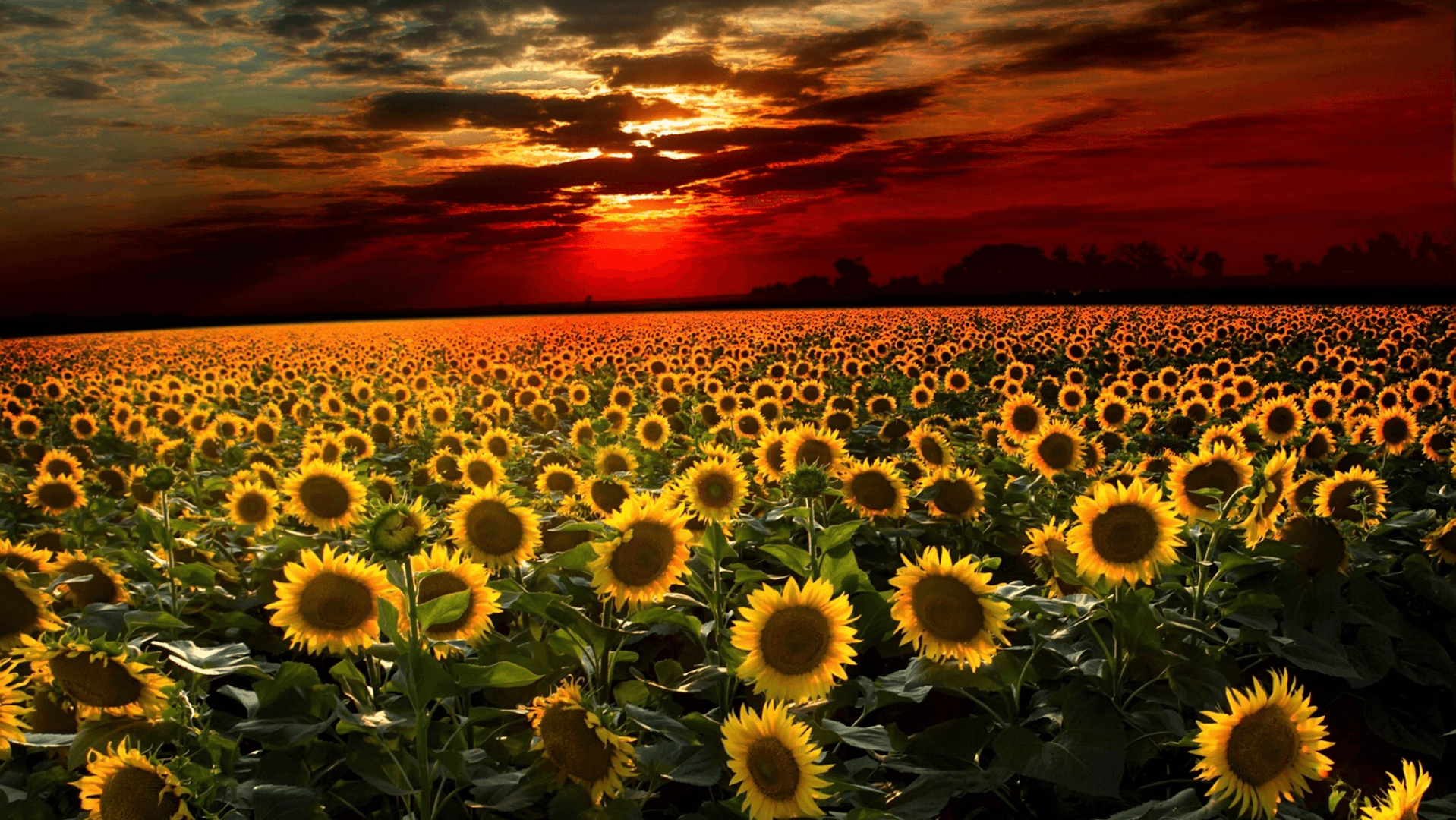 Sun Sage Floral - Image 1