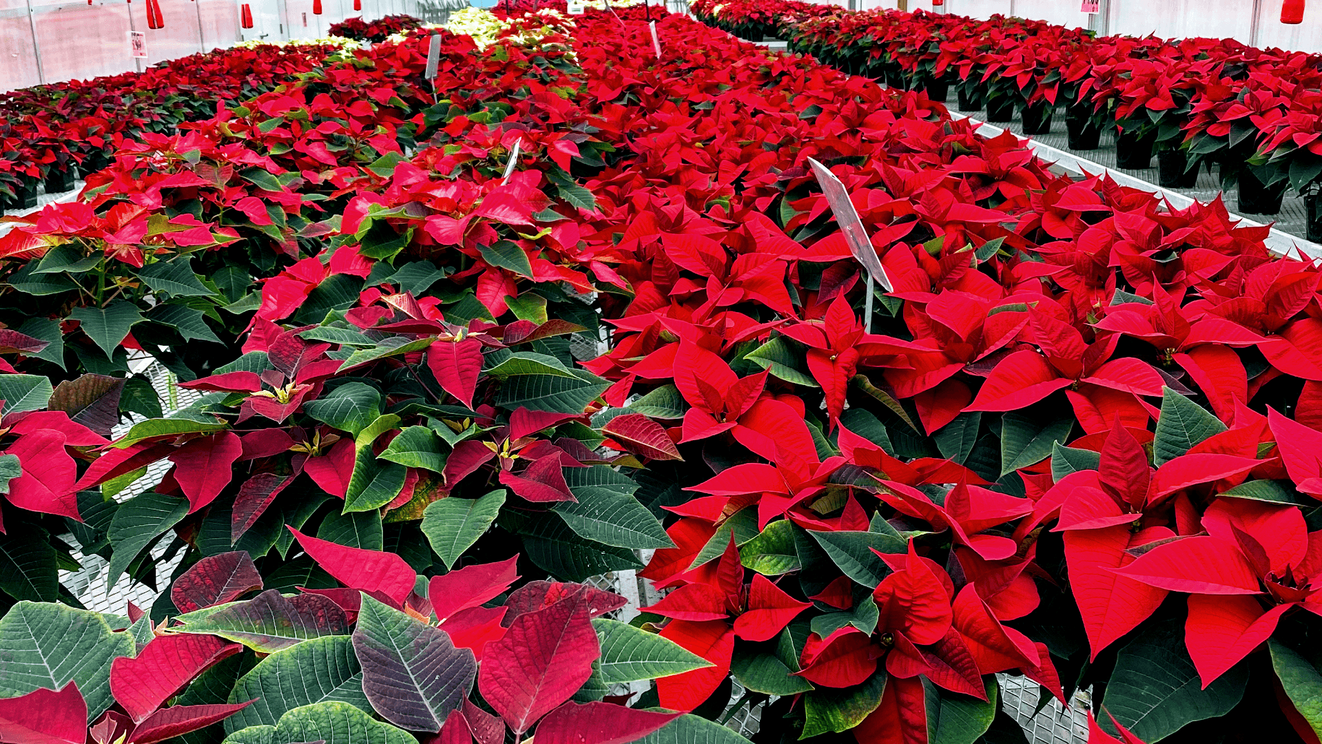 Houston's Greenhouse & Gift - Image 1
