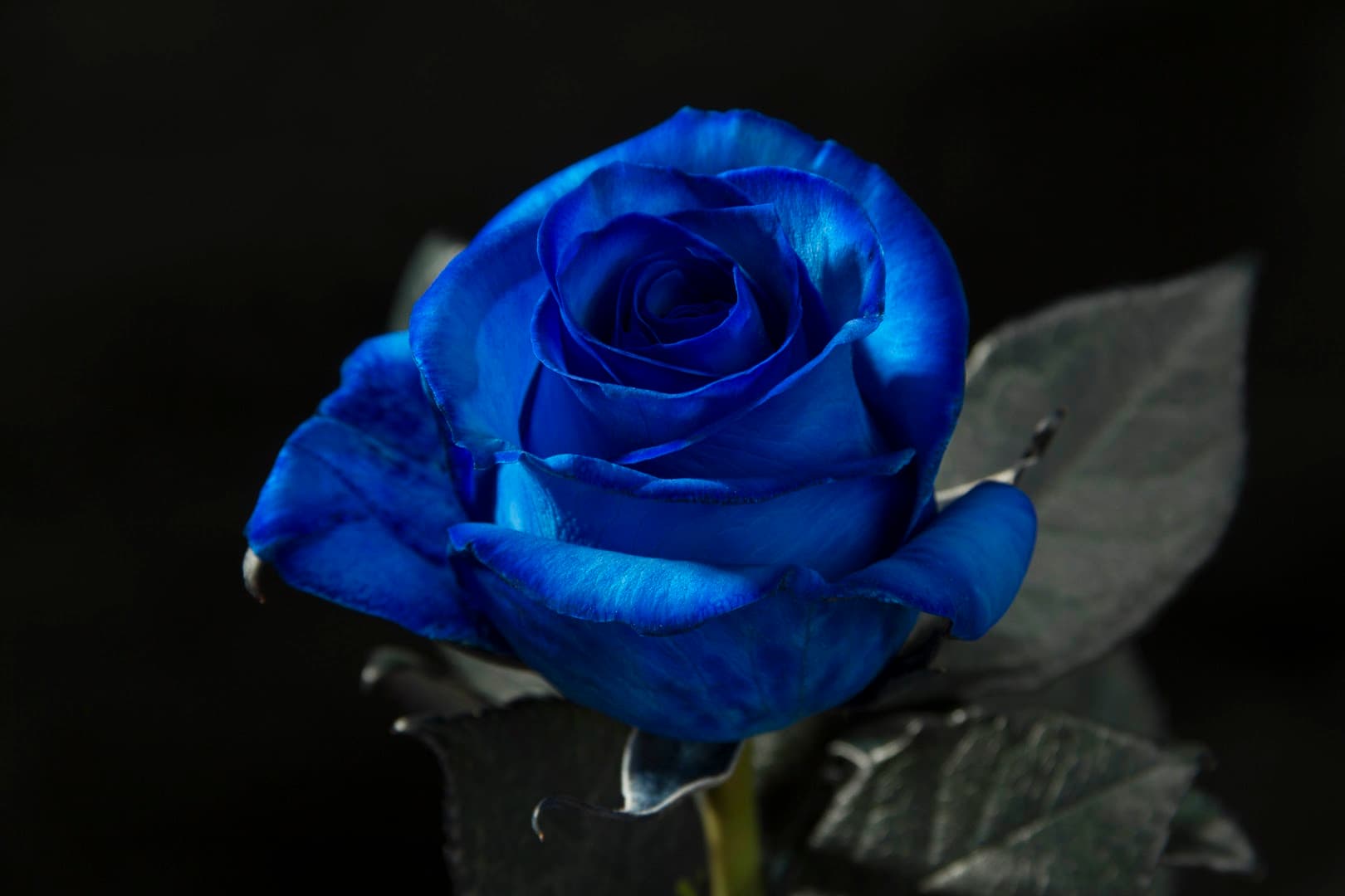 Rose of Roses - Image 1