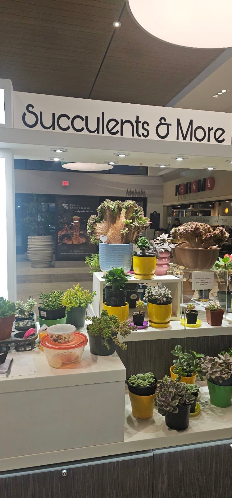 Succulents & More - Image 1