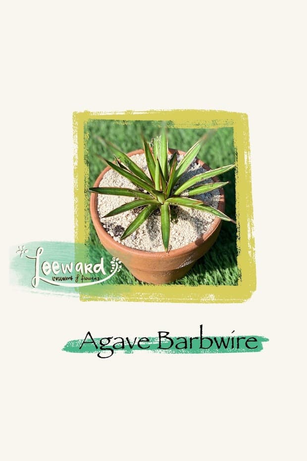 Leeward Succulents & Flowers - Image 1