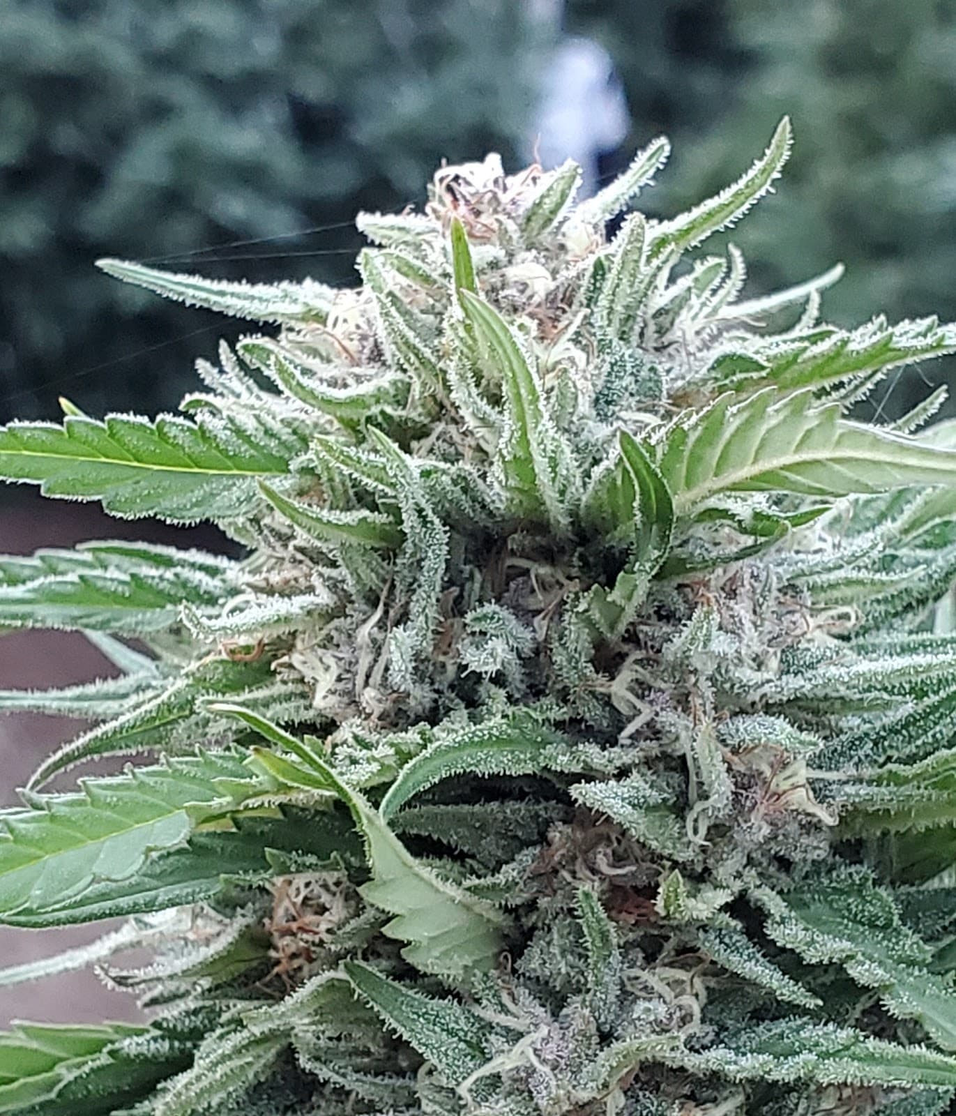 Oregon Fresh Connection - Image 1