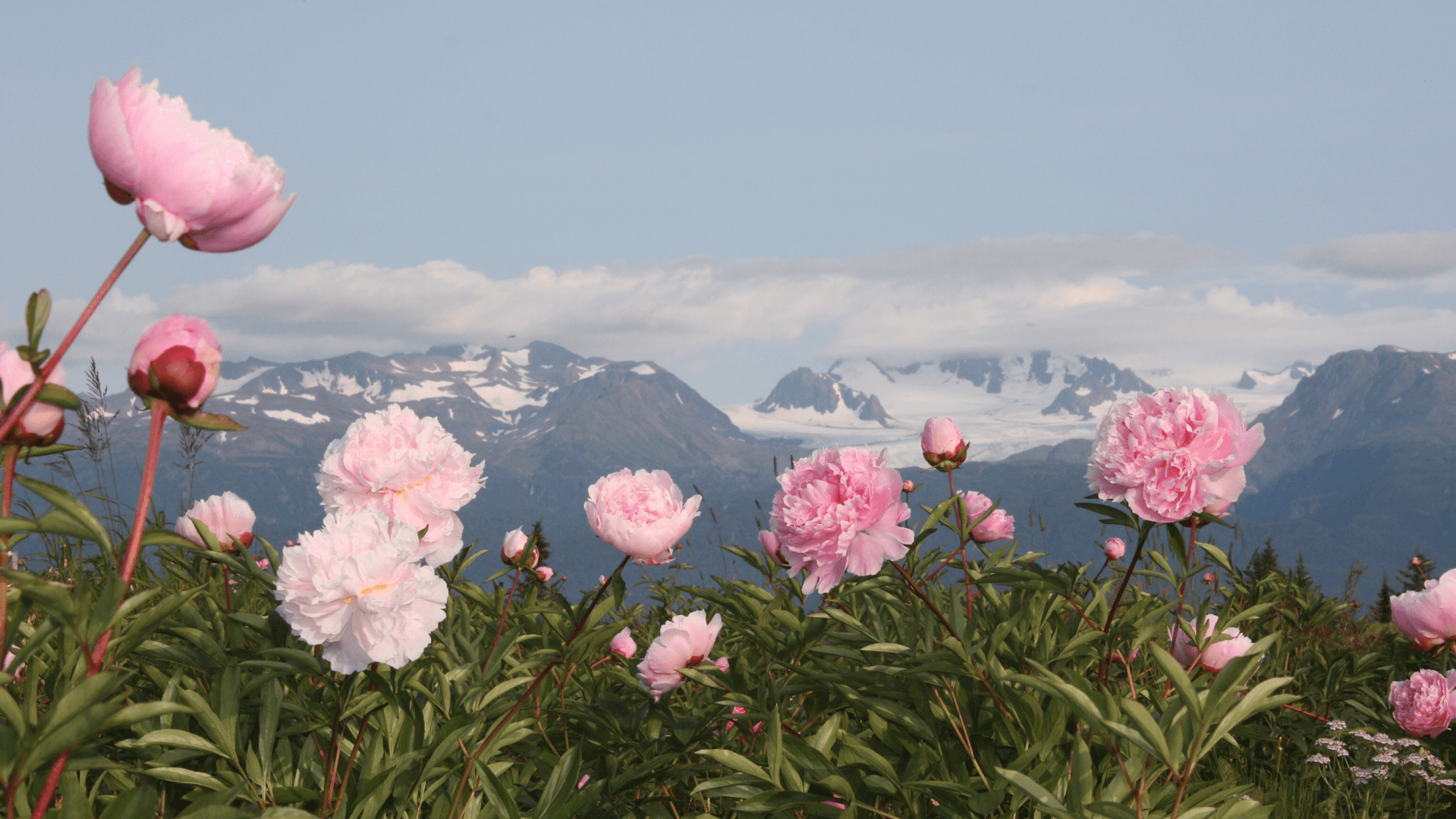 Alaska Beauty Peony Cooperative Farms - Image 1