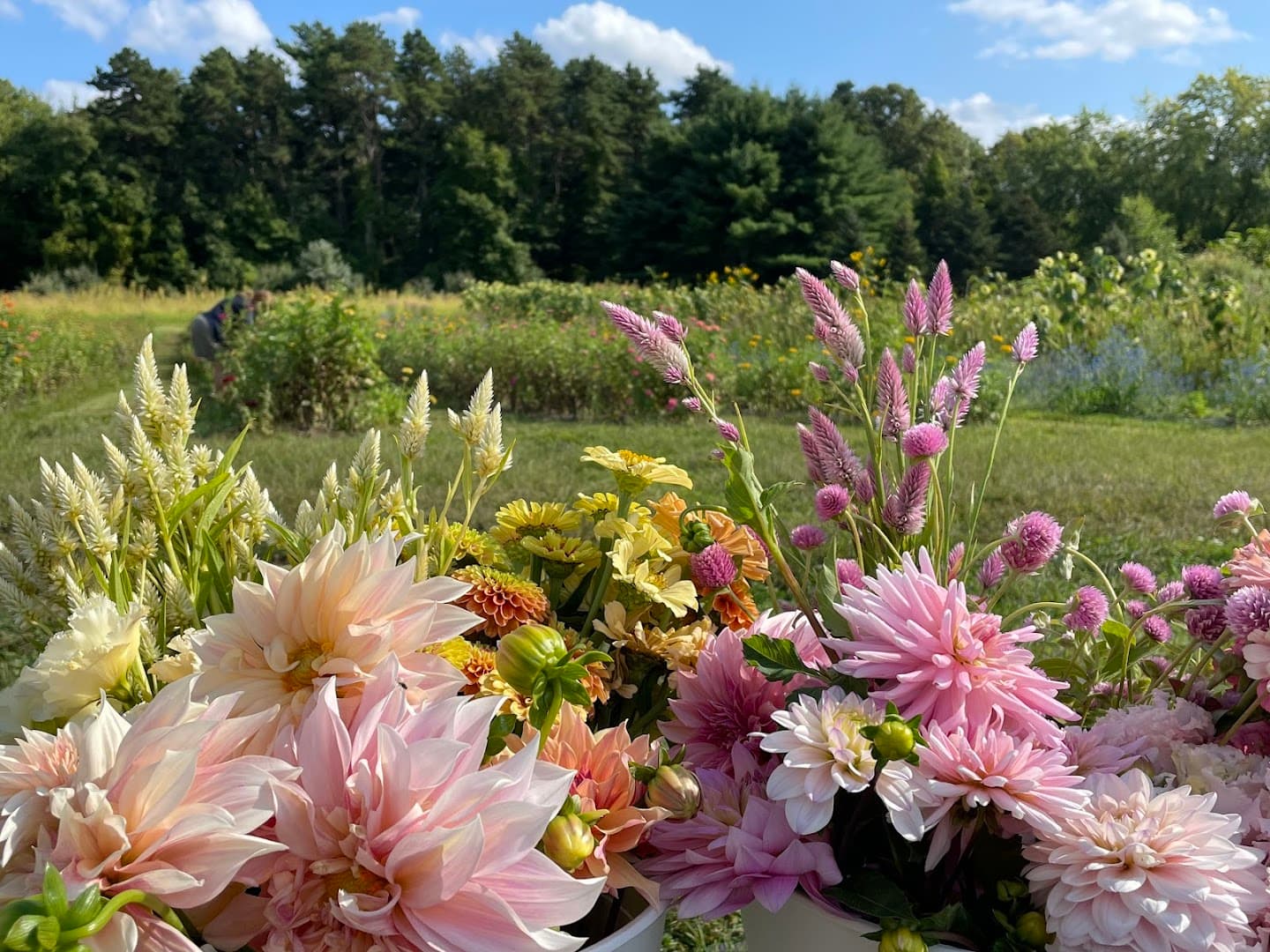 Cedar Edge Floral - Image 1