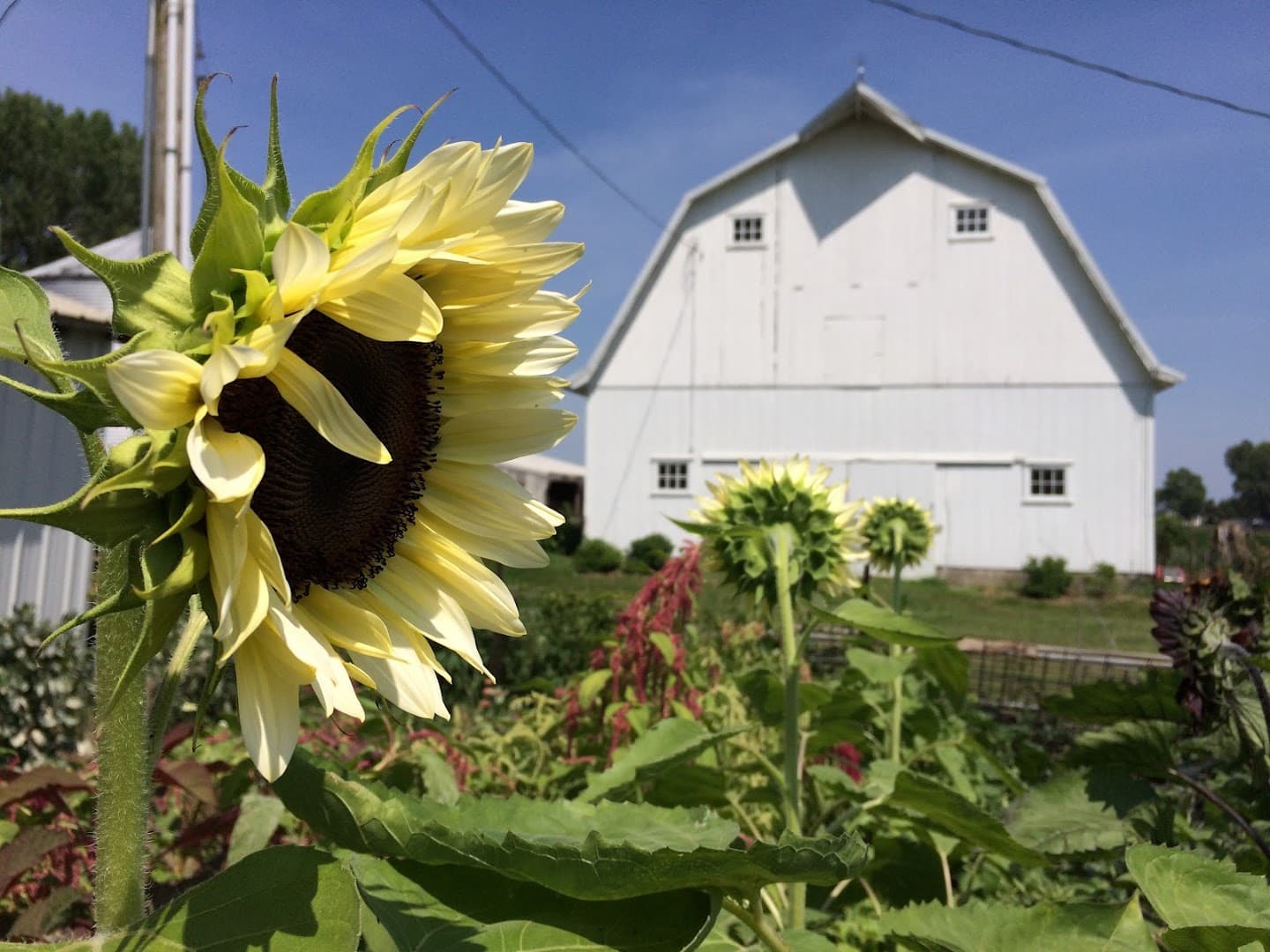 Barnswallow Flowers - Image 1