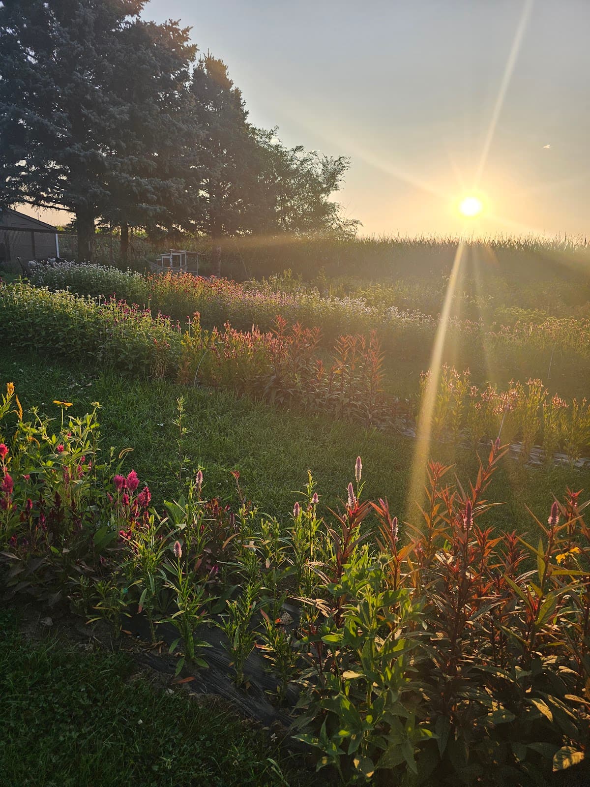 Joyful Blooms Flower Farm - Image 1