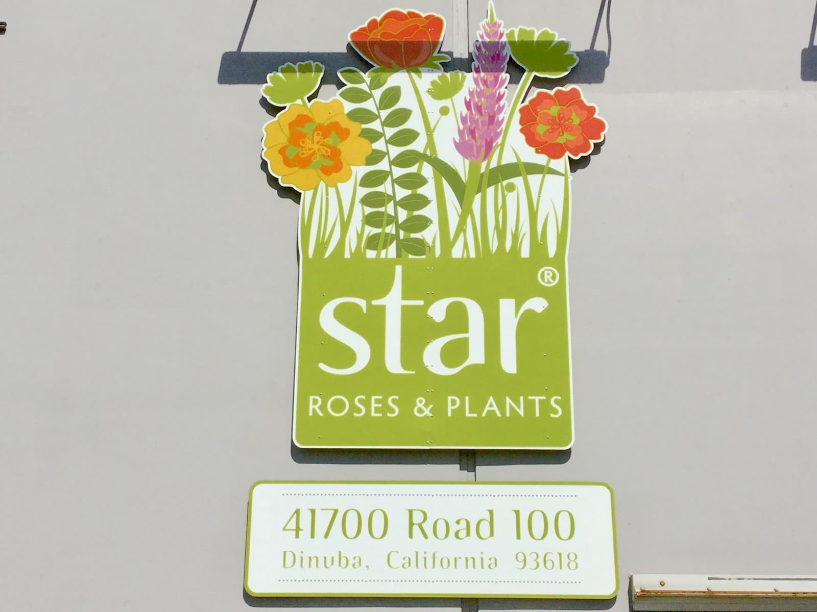 Star Roses and Plants - Image 1