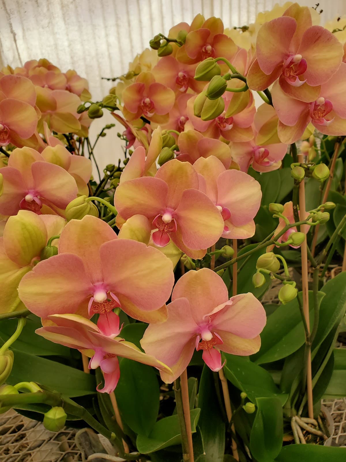 Orchid Man - Image 1