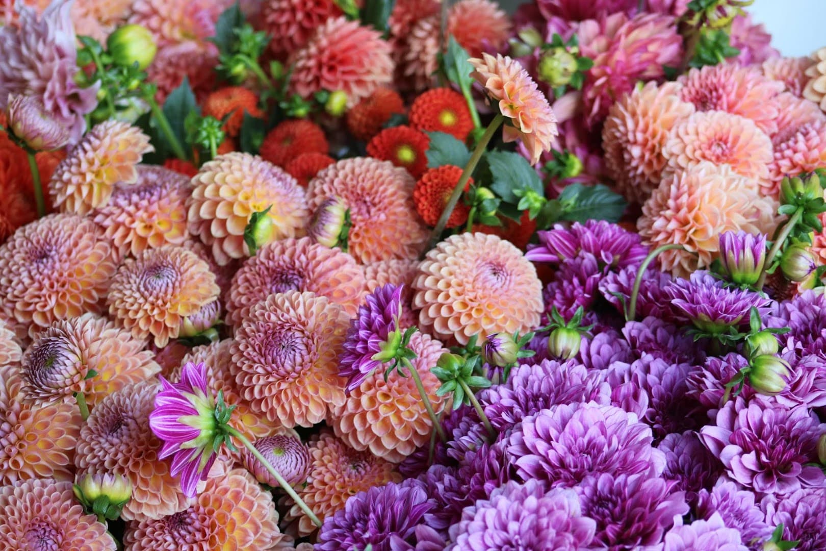 Forget Me Not Farms - Image 1