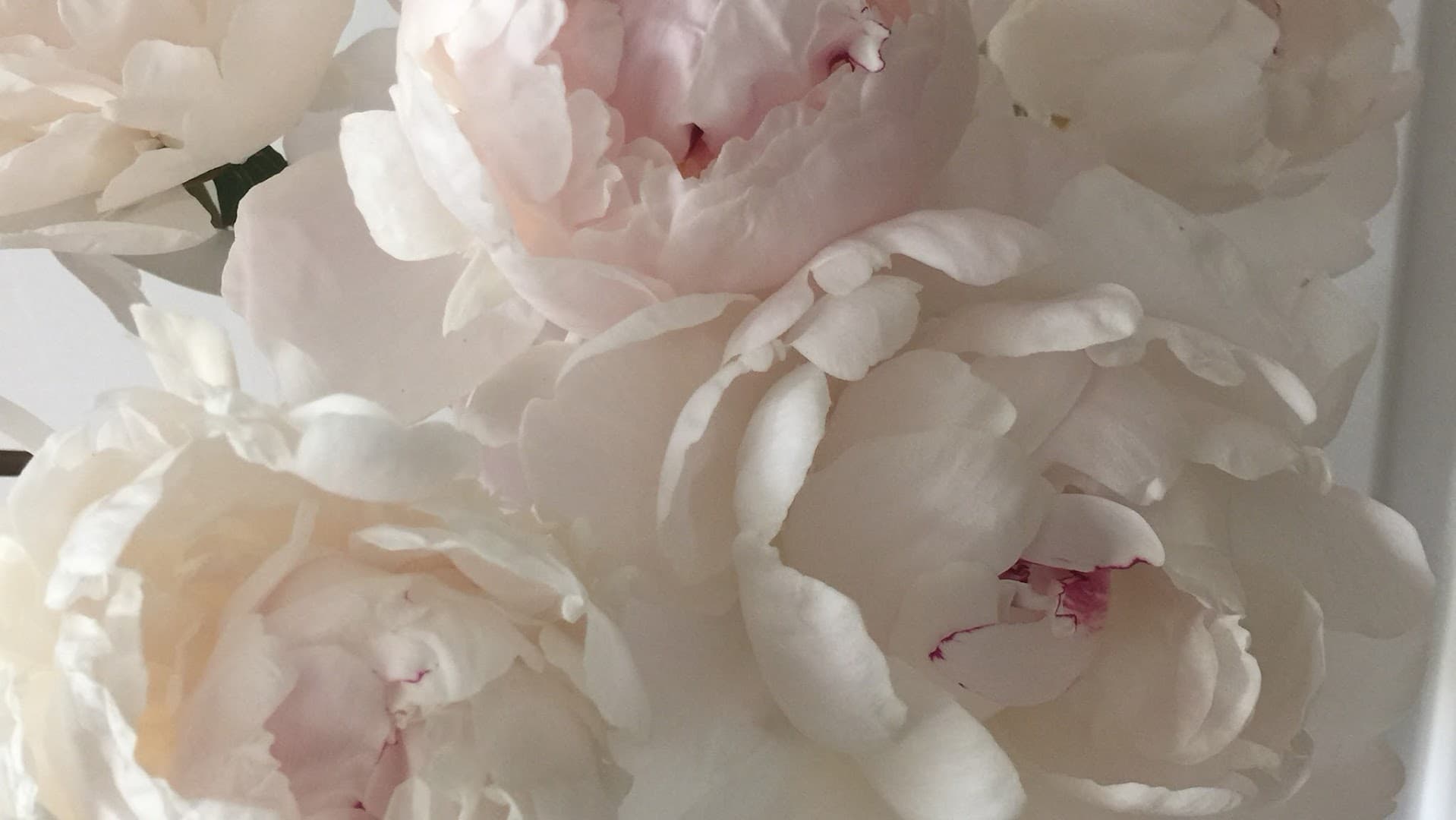 JuneBug Floral Design - Image 1