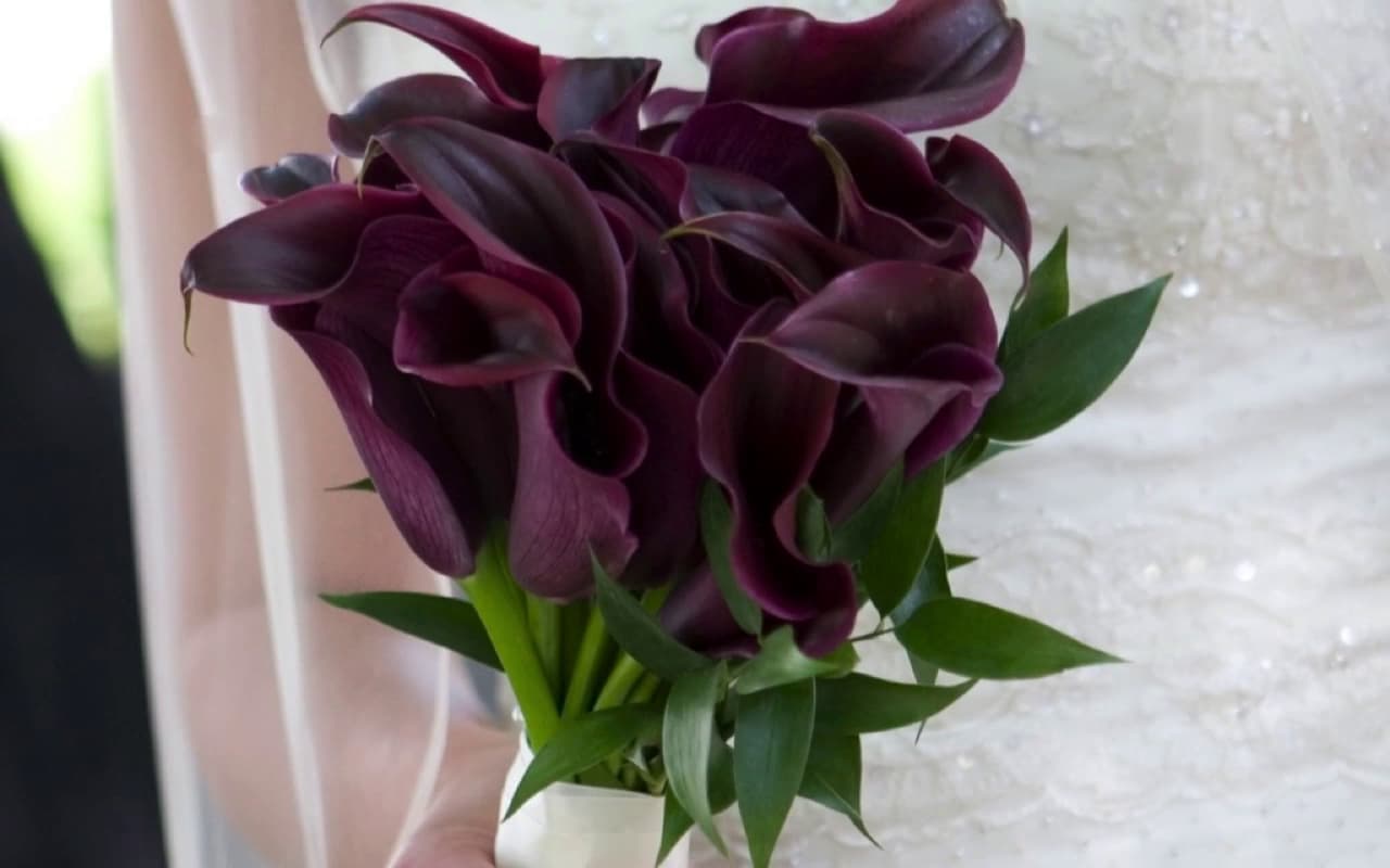 Marah Cole Designs - Image 1