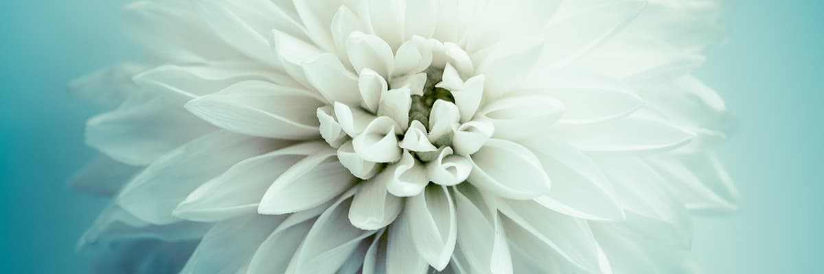 El Cerrito Florist - Image 1