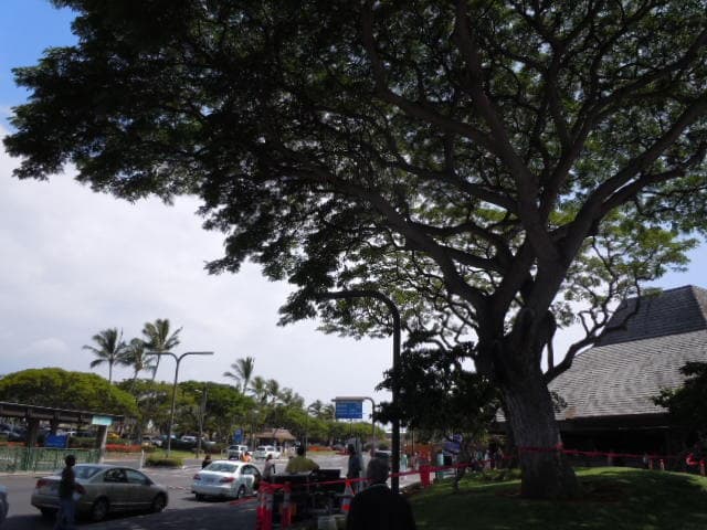 Cho's Leis & Flowers - Image 1