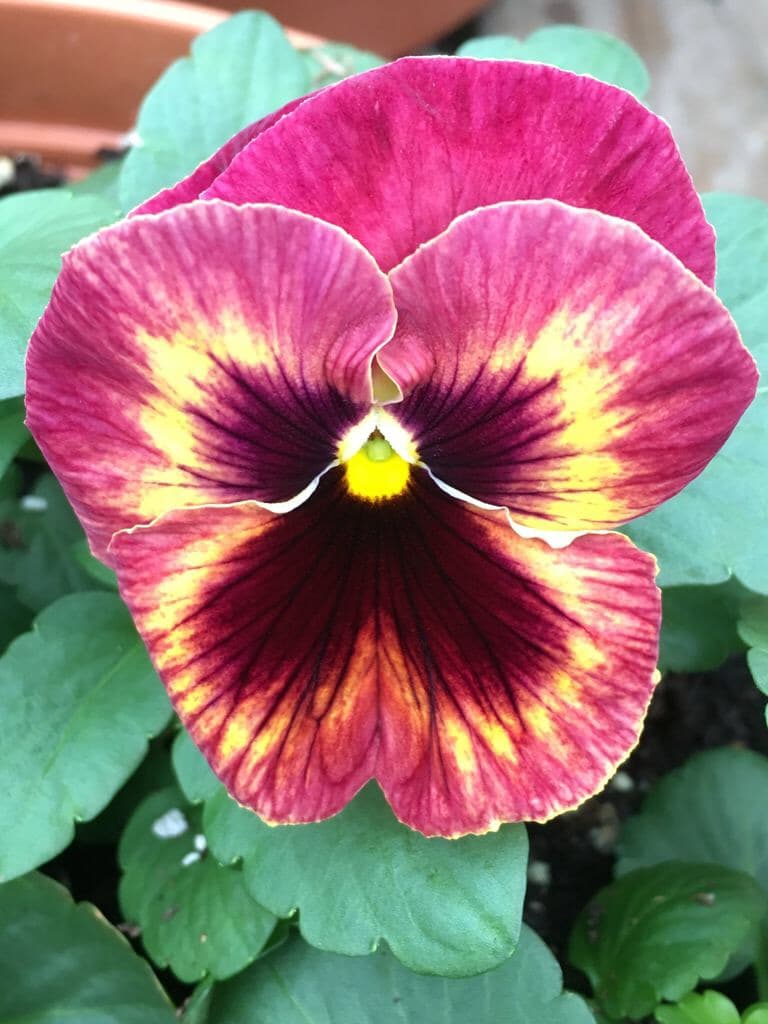 Russell's Garden Center - Image 1