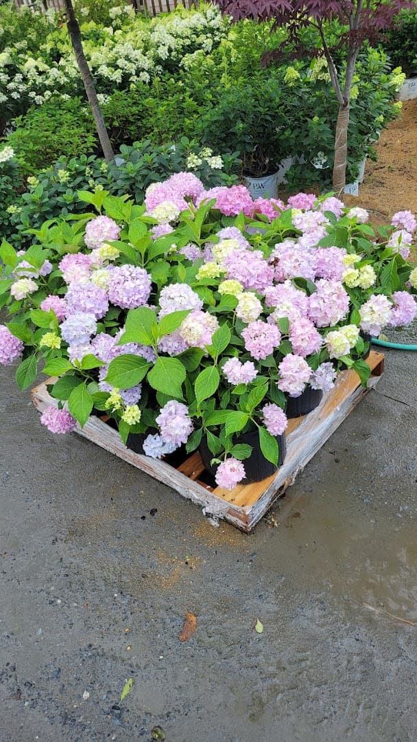 Jardin Mahoney - Image 1