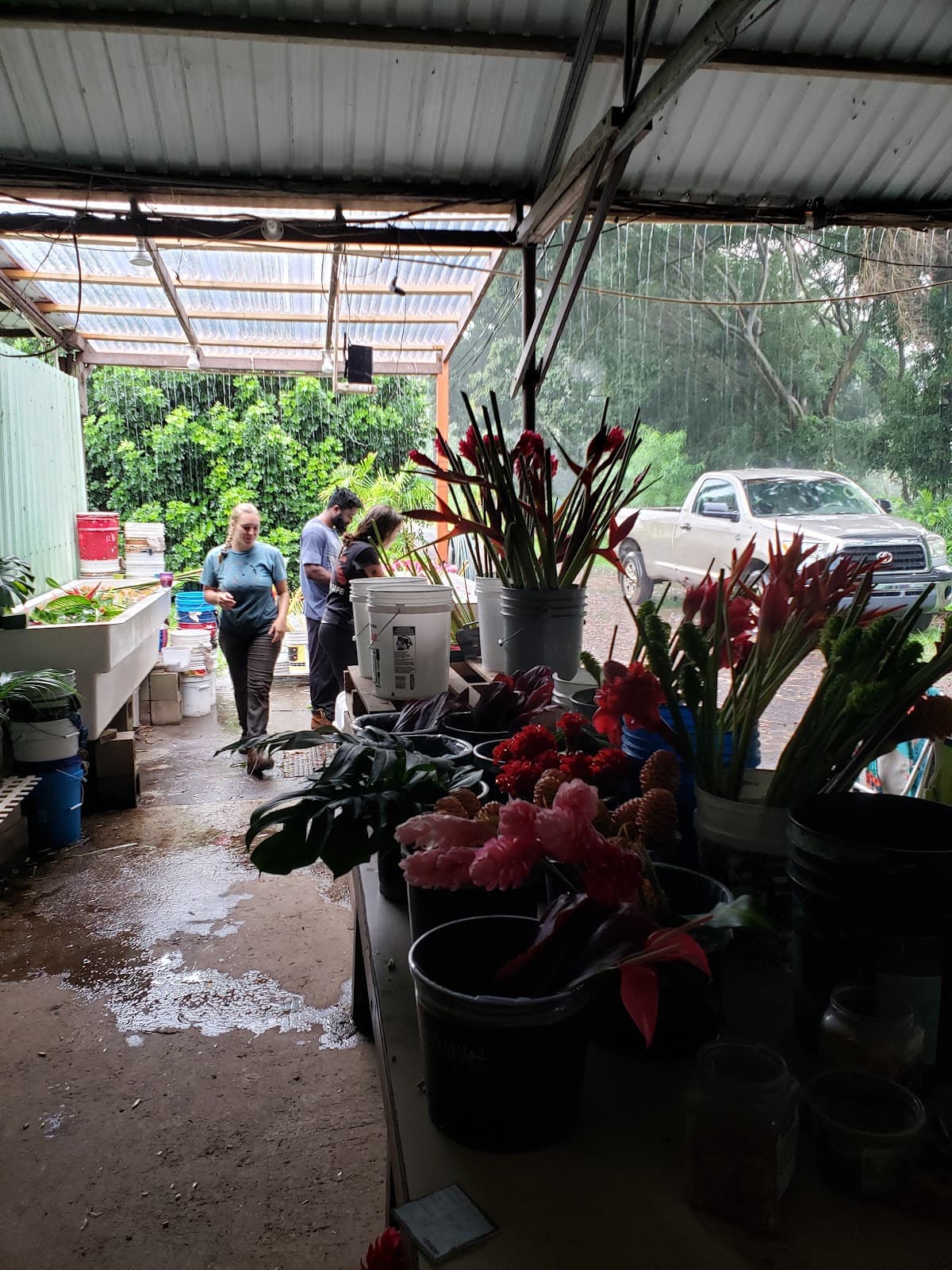 Hana Tropicals - Image 1