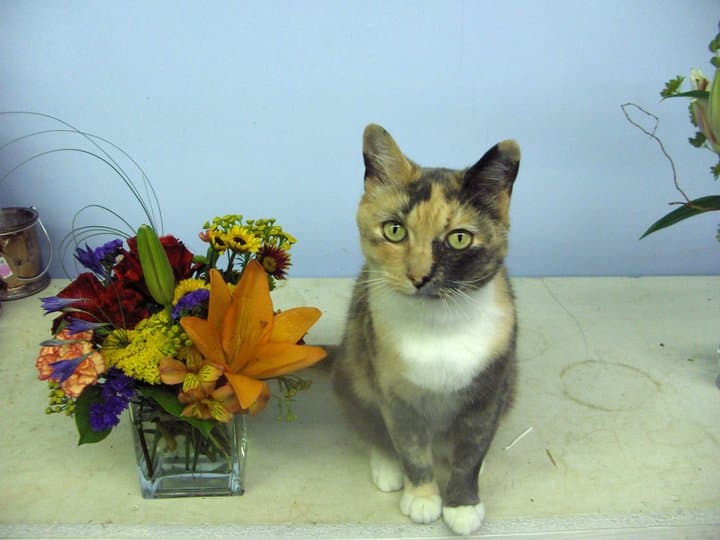 Banda's Bouquets - Image 1