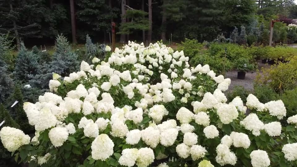 New England Nurseries Inc - Image 1