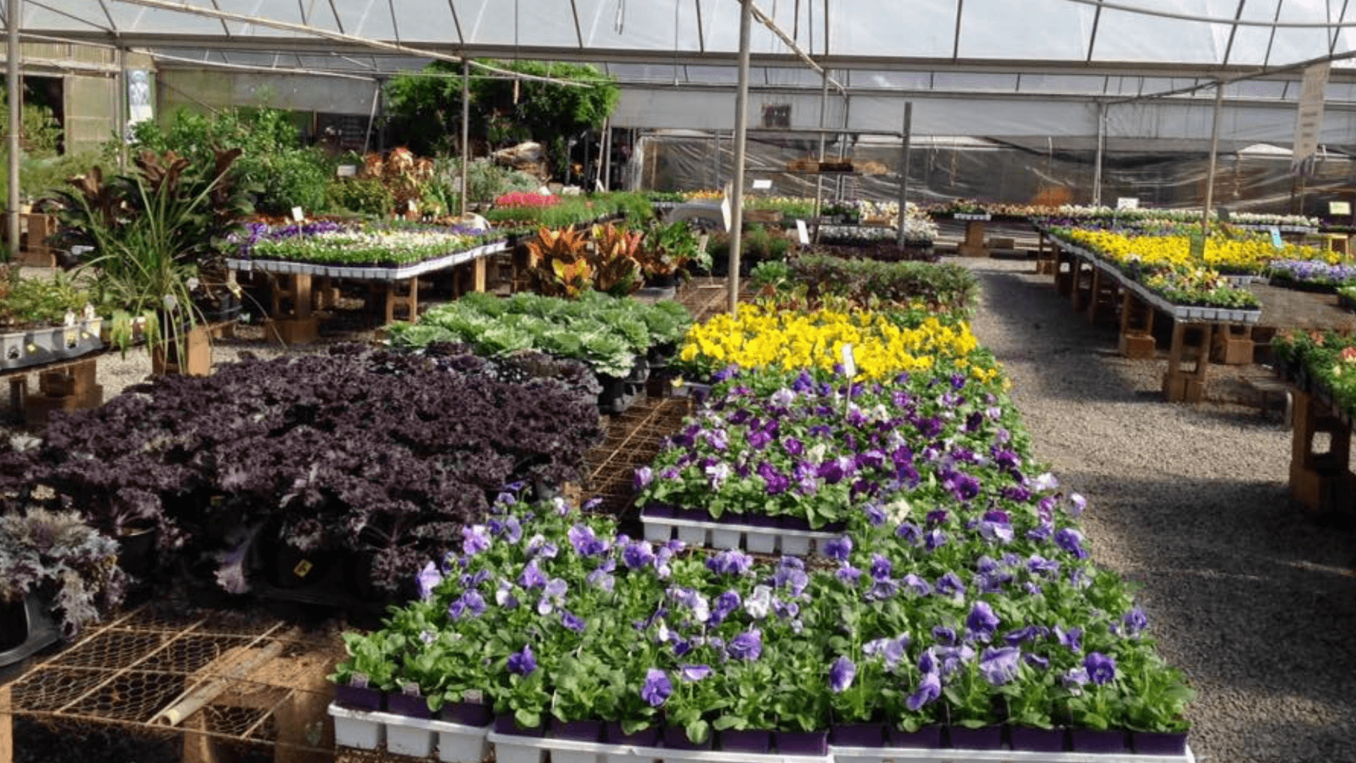 Lex Plant Farm & Garden Center - Image 1