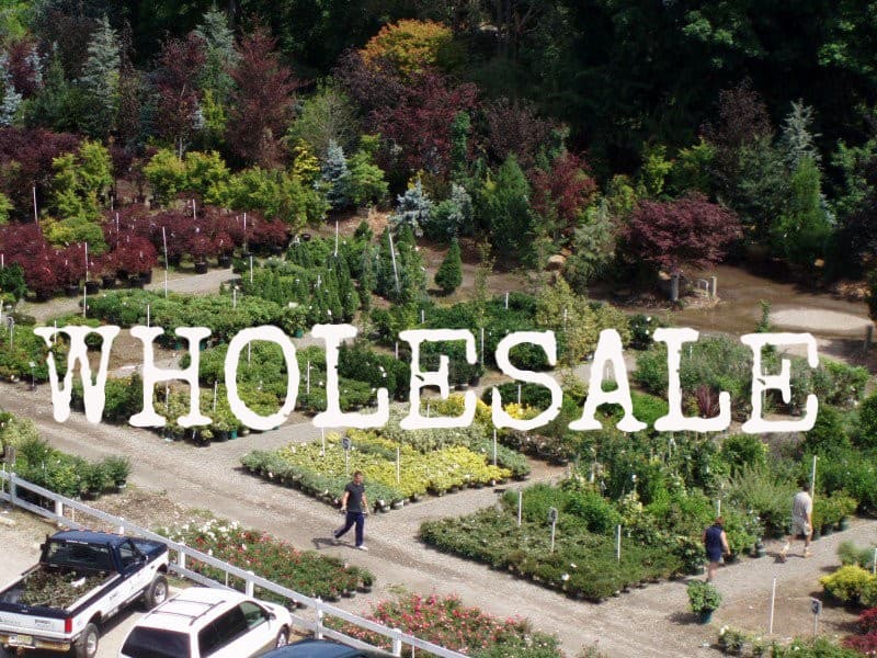 Riverside Nursery - Image 1