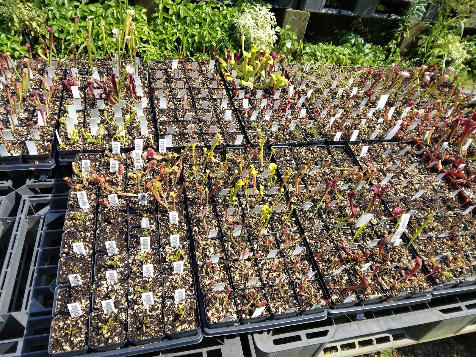 Triple Oaks Nursery & Herb Garden - Image 1