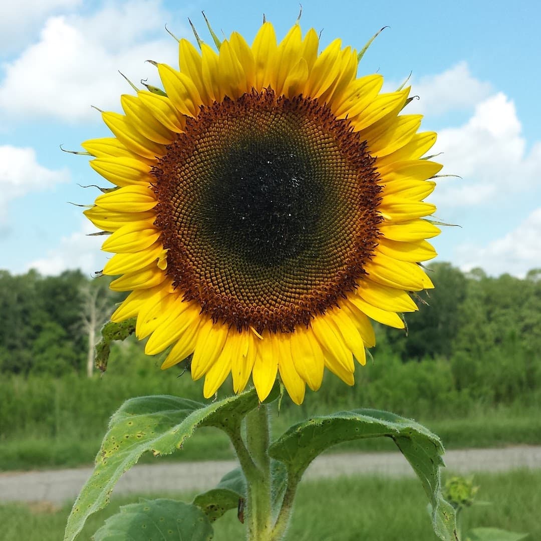 Coastal Ridge Farm - Image 1