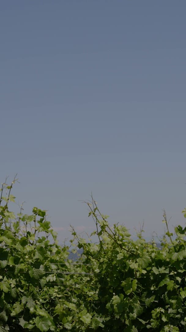 Mod & Mae LLC - Image 1