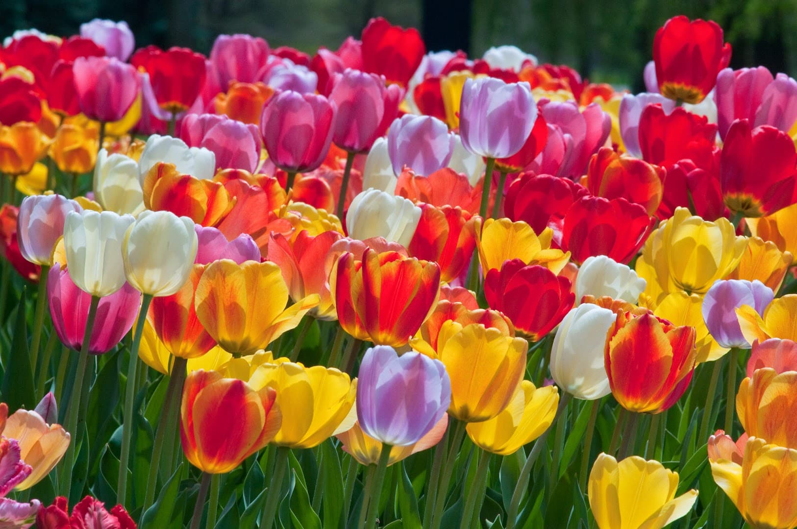 Colorblends Wholesale Flowerbulbs - Image 1