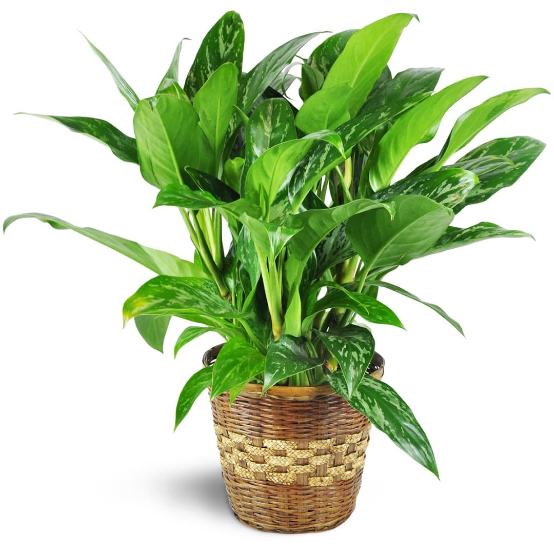 Rennix Flowers - Image 1