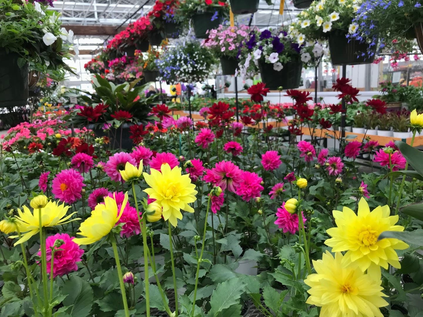 Wentworth Greenhouses - Image 1