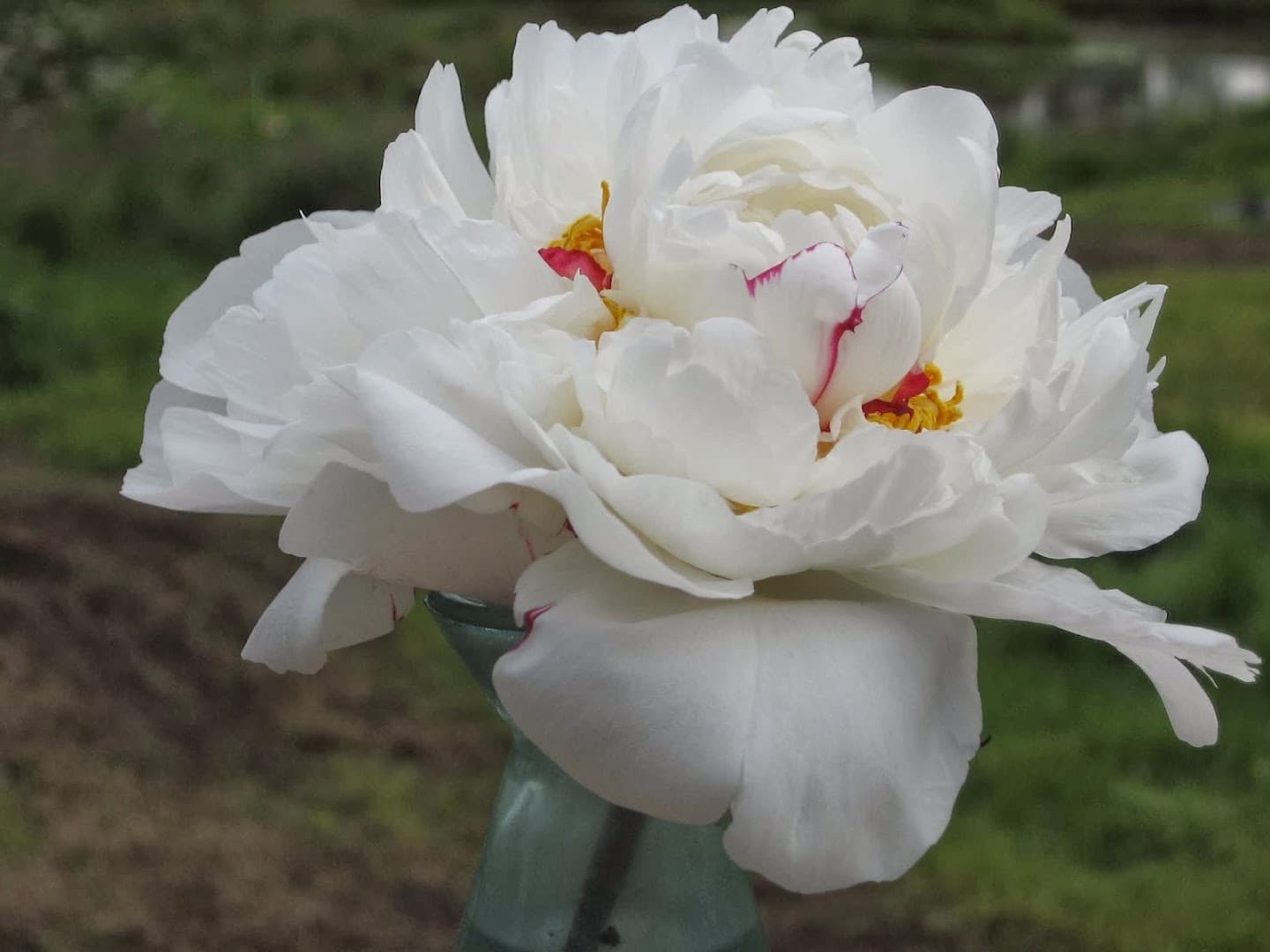 Glacier Peonies LLC - Image 1