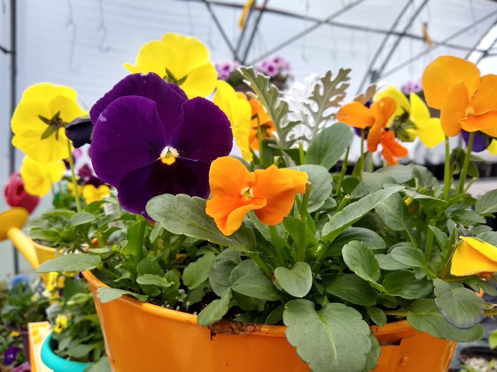 Crazy Daisy Florist Shop - Image 1