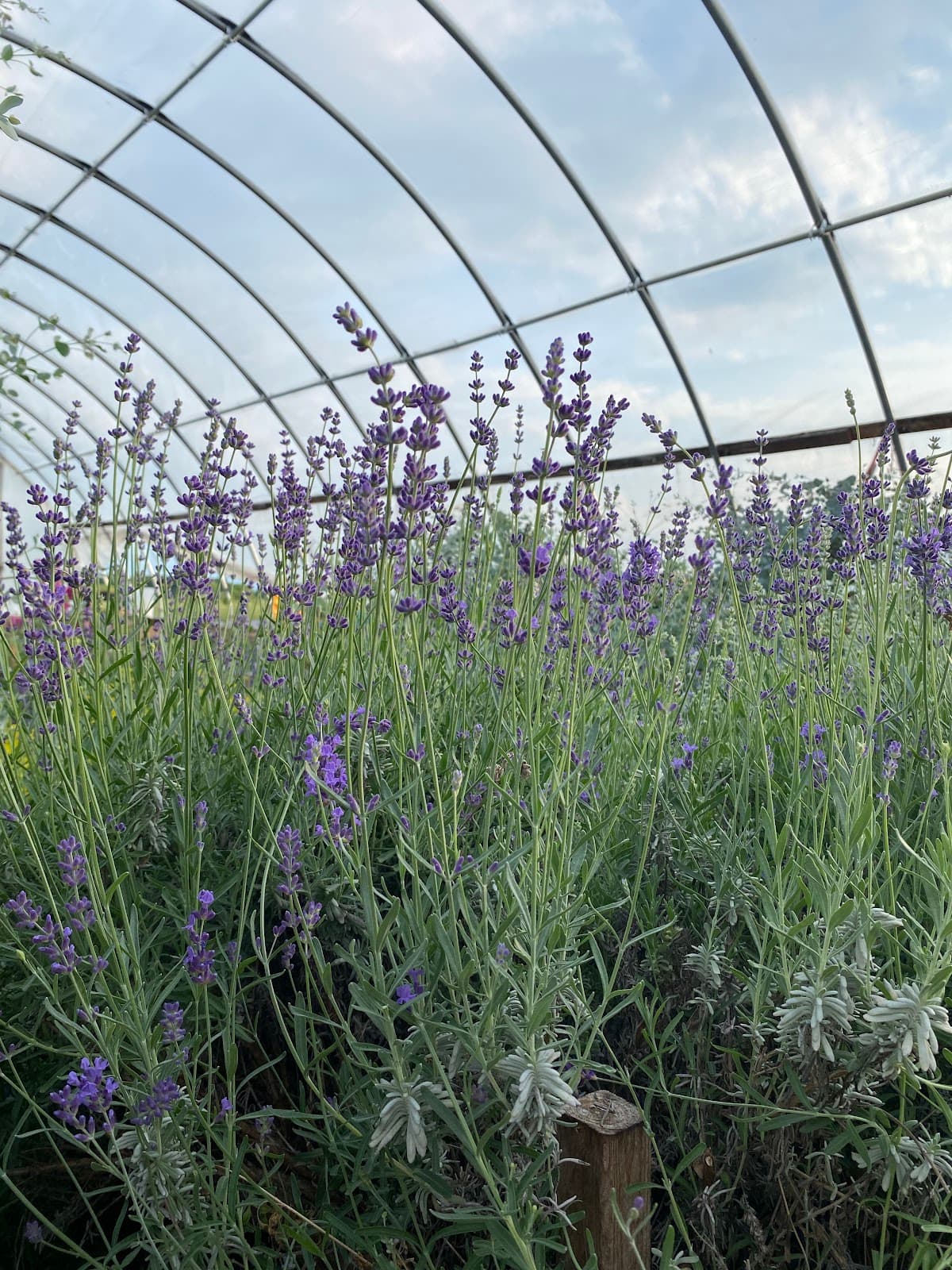 Flower Girls Greenhouse - Image 1