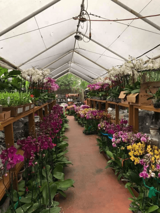 JJ Orchids - Image 1