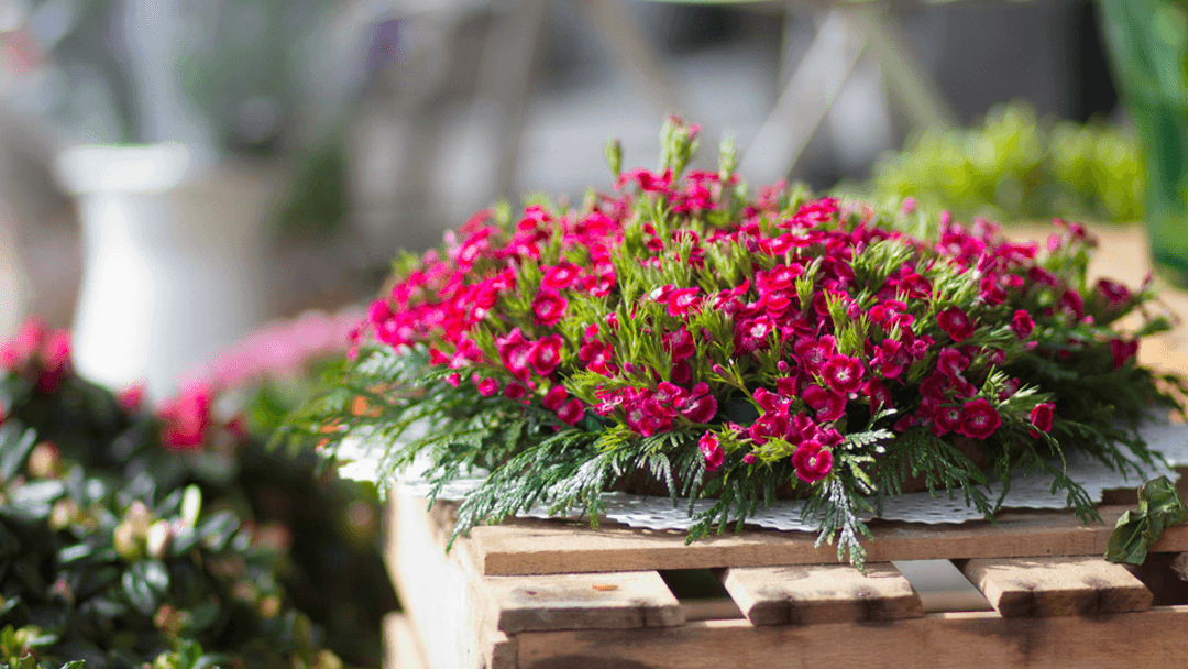 Hollywood Vines, Inc. - Image 1