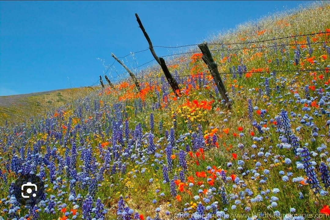 The Western Wildflower Flowers and Gifts - Image 1